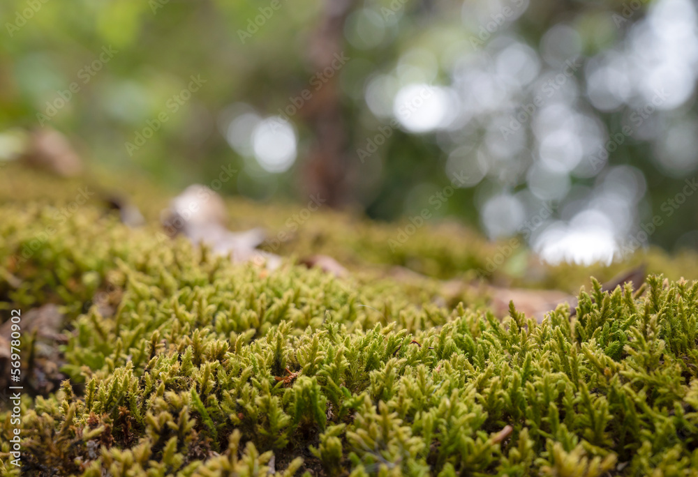 Natural background of green moss in the forest with light bokeh backgrounds. Copy space for text. Natural background of green moss in the forest with light bokeh backgrounds. Copy space for text.