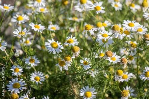 White chamomile flowers in nature field.