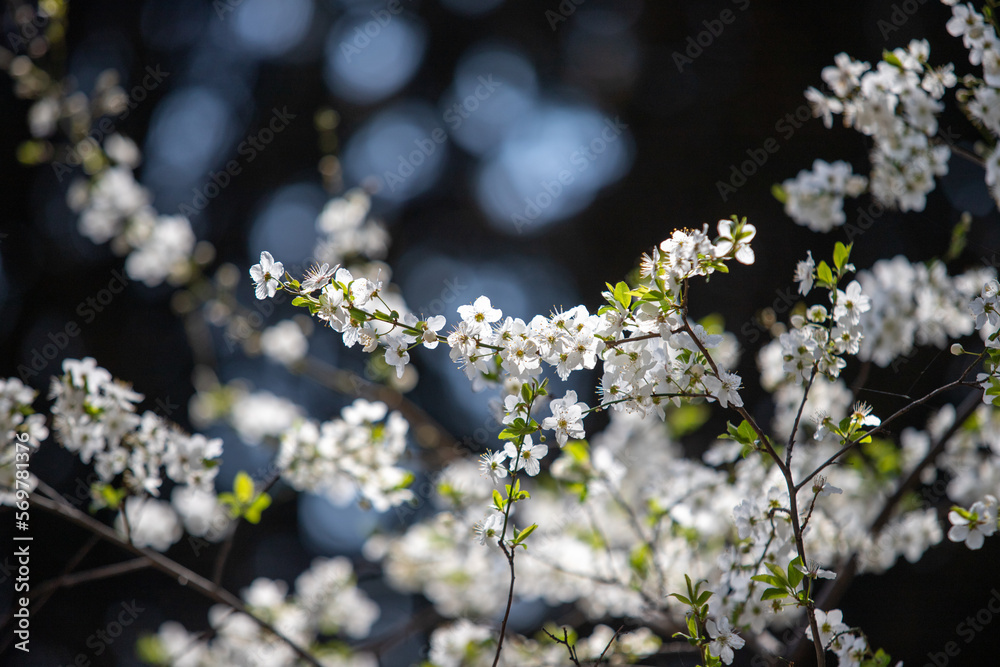 white flowers fruit trees closeup spring nature white flowers fruit trees closeup spring nature
