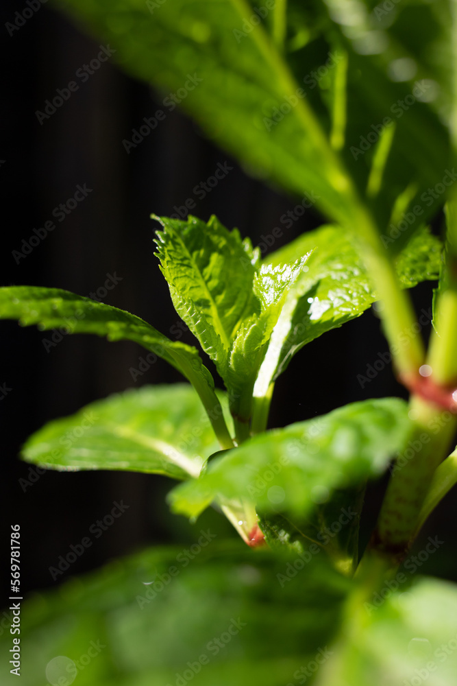 Green background of nature, young green shoots of leaves and grass. Green background of nature, young green shoots of leaves and grass.