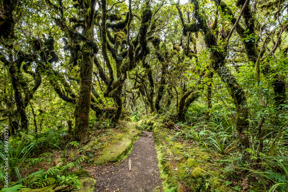 Walking track through twisted wood trees on the Mount Taranaki volcano in New Zealand 