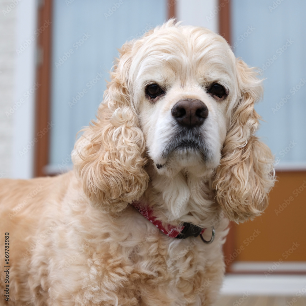 American cocker spaniel portrait American cocker spaniel portrait