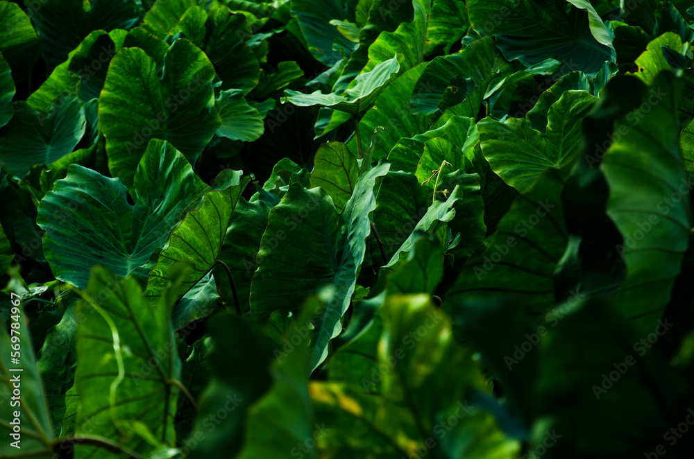 Obraz premium Bunch of tropical leaf Colocasia esculenta or Elephant ear or Taro plant for green black background. Field of Green Elephant Ear Leaves.
