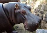 Cute african hippo is on the background of rocks. Hippopotamus amphibius is at the public zoo on sunny day. Urban outdoor entertainment for local and tourists.
