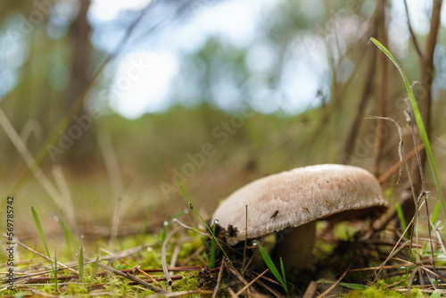 close-up of a mushroom ,agaricus campestris