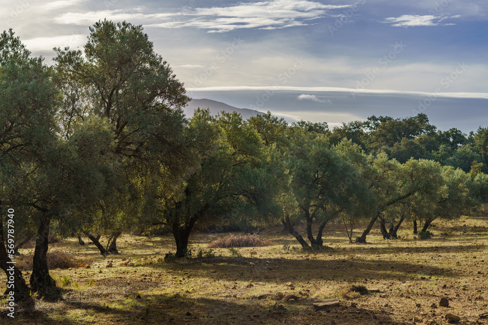 Fototapeta premium olive tree field in andalucia , spain with cloudy sky