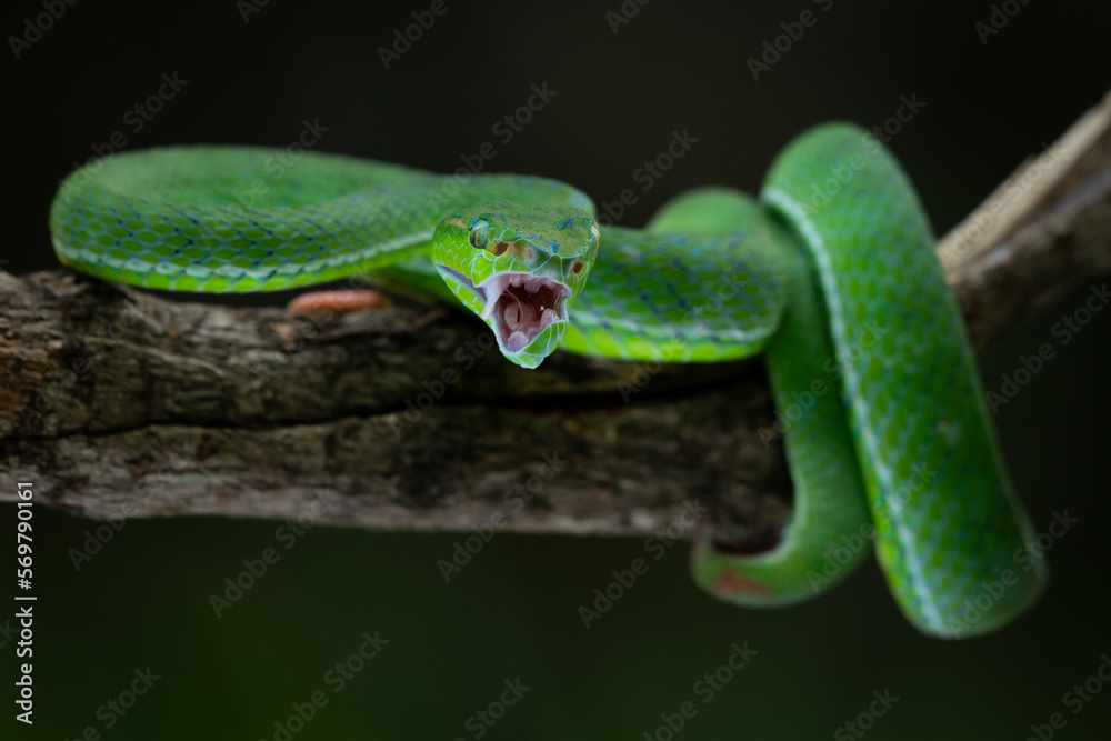 A male Hagen's pit viper Trimeresurus (parias) hageni on attacking position with bokeh background A male Hagen's pit viper Trimeresurus (parias) hageni on attacking position with bokeh background