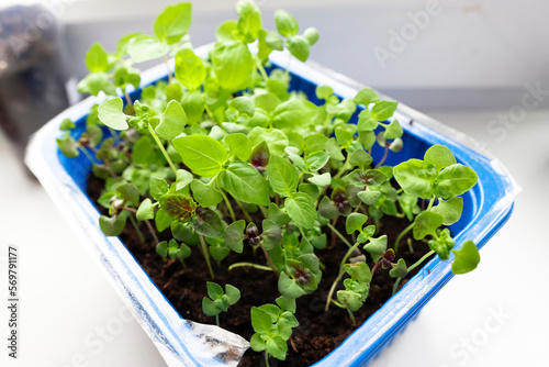 Green and purple young basil in a seedling tray on a windowsill. Growing greens and herbs, diet food.