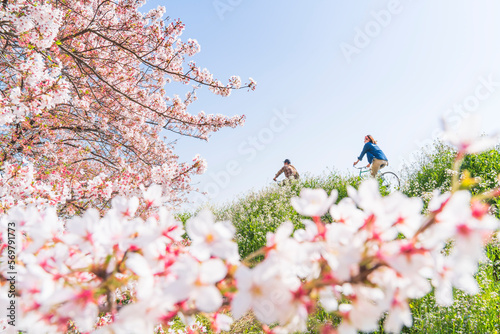 春の多摩川河川敷　サイクリングロードの風景【イメージ素材】　
Tama River cycling path in spring - Tokyo, Japan