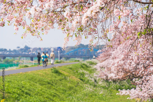 春の多摩川河川敷　サイクリングロードの風景【東京都・大田区】 © Naokita