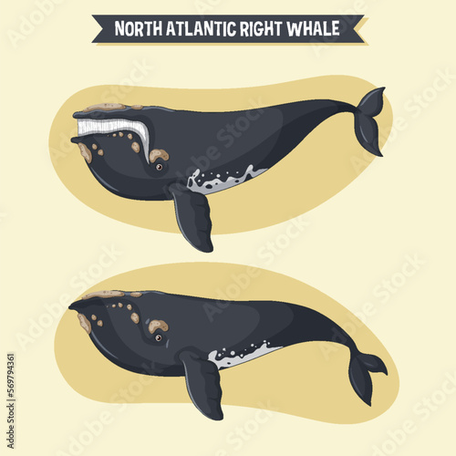 Right whale cartoon character in different poses