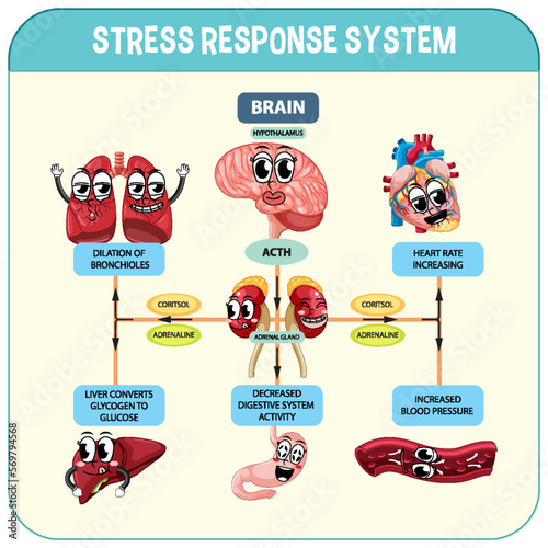 Stress response system scheme
