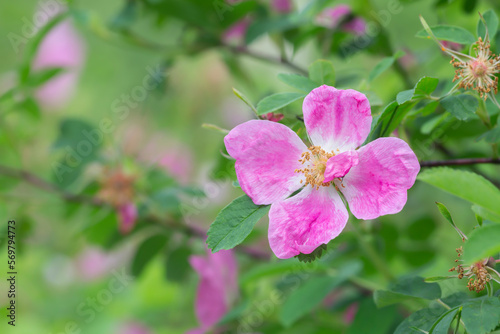 Cinnamon rose  Rosa majalis