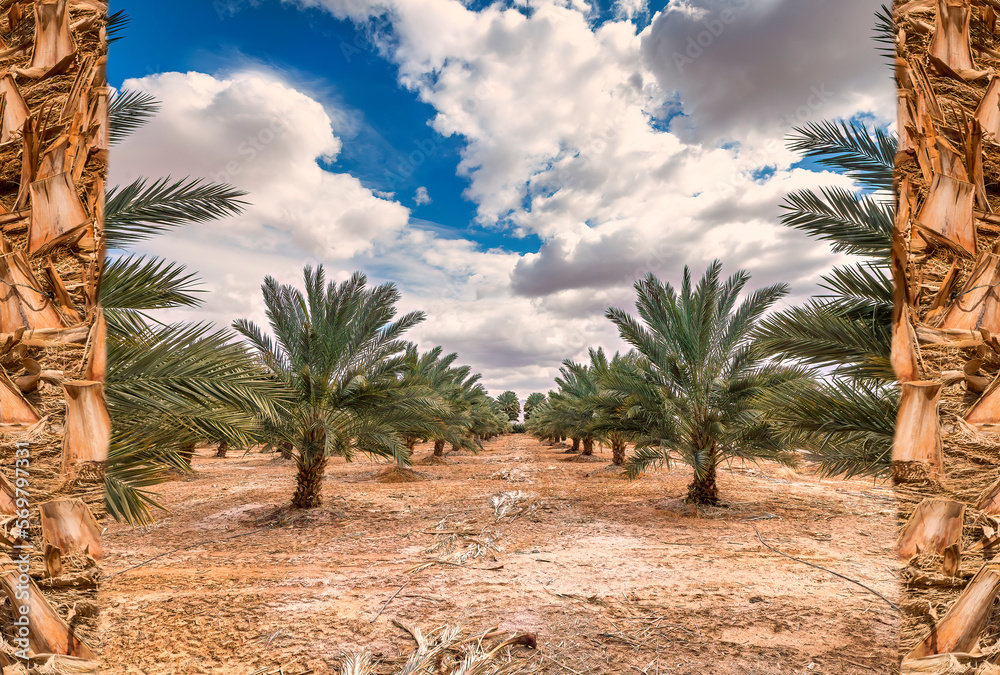 Plantation of date palms for healthy and GMO free food production. Date palm is iconic ancient plant and famous food crop in the Middle East and North Africa, it has been cultivated for 5000 years Plantation of date palms for healthy and GMO free food production. Date palm is iconic ancient plant and famous food crop in the Middle East and North Africa, it has been cultivated for 5000 years