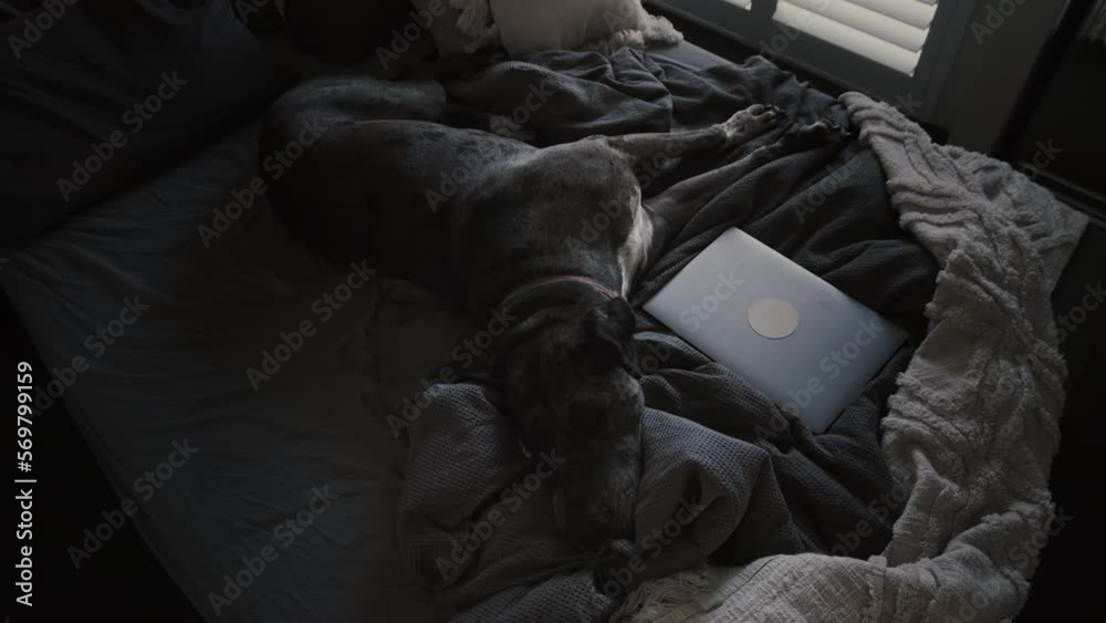 Top view of big Great Dane sprawls out on bed next to laptop. Beautiful