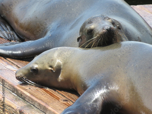 Cute SeaLions Resting on Each Other at the Pier