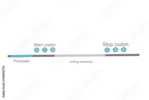 The structural model of important point on DNA stand for mRNA transcription that shows promoter, coding sequence, start and stop codon, respectively.