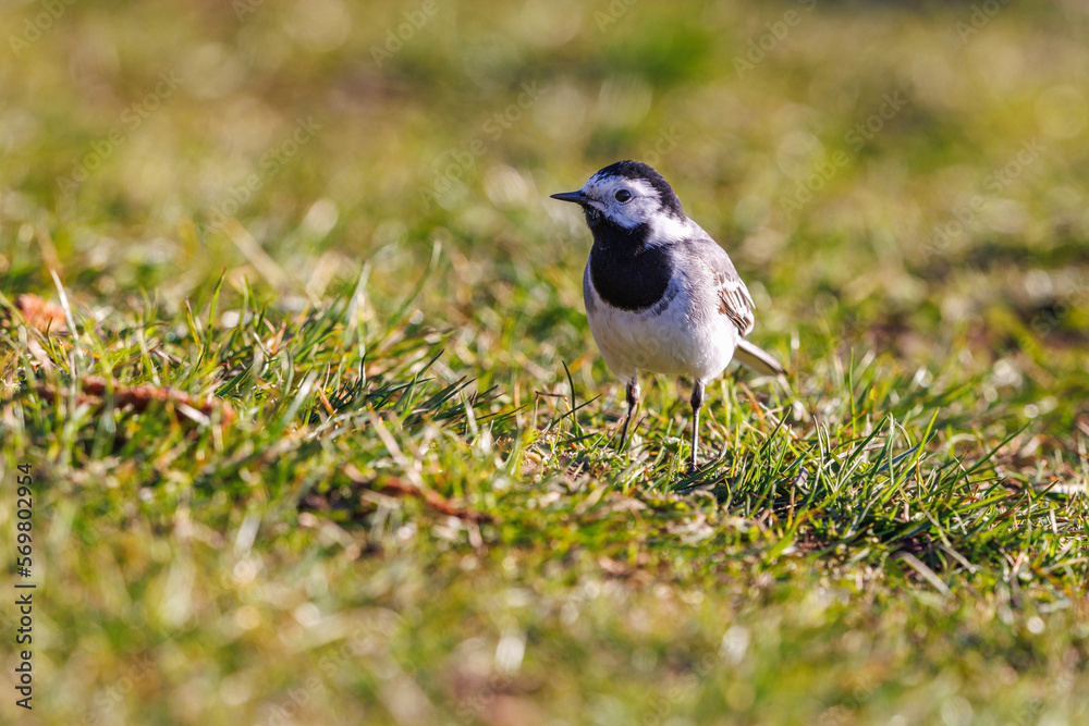White wagtail on the ground a sunny day