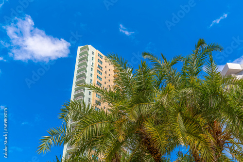 Decorative palm trees at the front of two-colored apartment building in Miami, Florida. Views of palm trees' branches outside modern residential buildings from below under the blue sky.