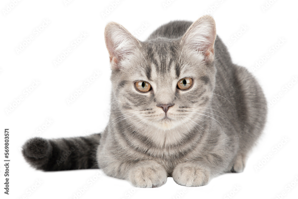 gray tabby cat lies isolated
