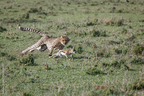 cheetahs in pursuit of a gazelle