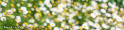 Banner with defocused, blurred Chamomile flowers Field. Medical roman chamomiles. Nature spring blossom, Summer daisy background. Alternative medicine, phytotherapy ingredient, herbal backdrop.