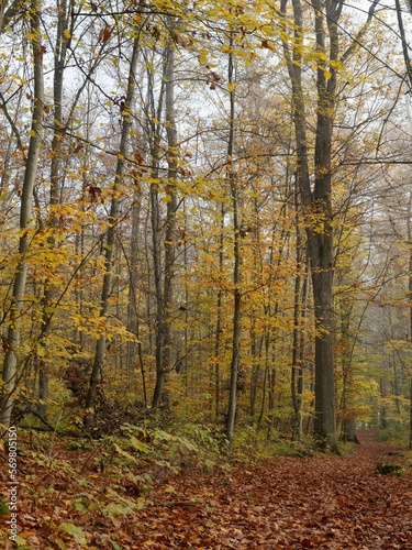 Herbstlicher Wald im Nebel