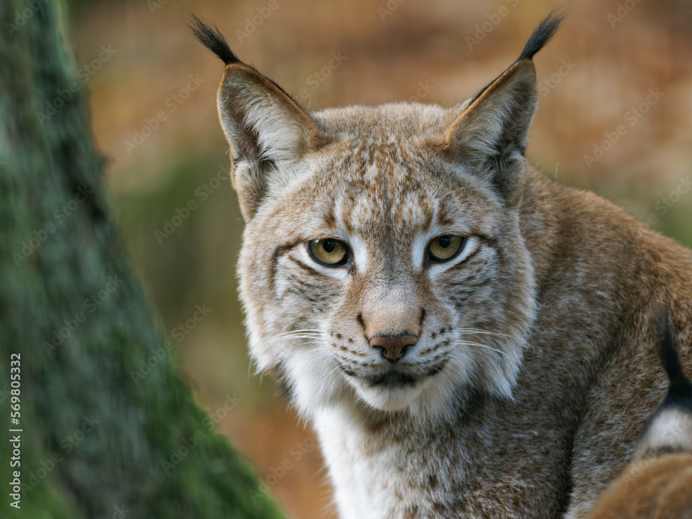 Fototapeta premium Eurasischer Luchs, Nordluchs, Lynx lynx, Luchs