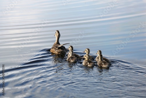 Konstfotografi cute ducklings (duck babies) following mother in a queue, symbolic figurative ha