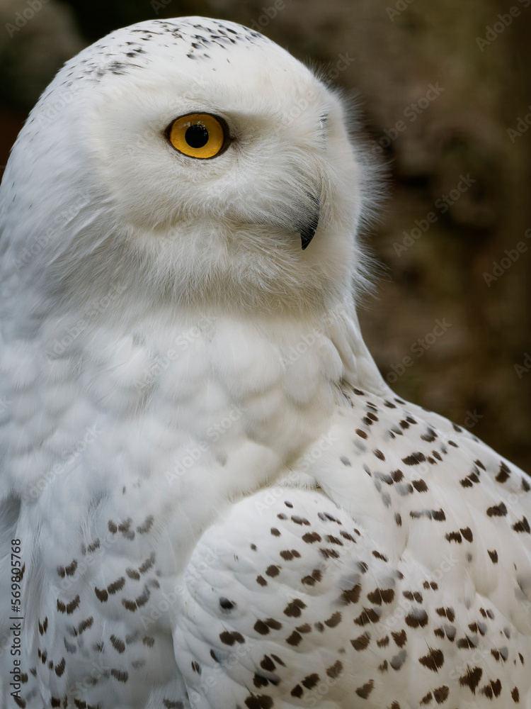 Schnee-Eule, Bubo scandiacus Schnee-Eule, Bubo scandiacus