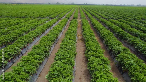 Beautiful Shot Of Green Saplings, Small Trees In Agriculture Field, Lima, Peru photo