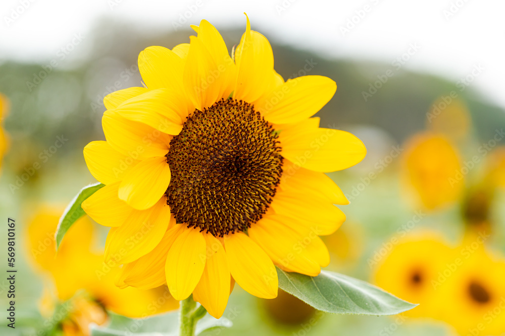 Naklejka premium Yellow flower, Sunflower in the garden, abundance field with blur background.