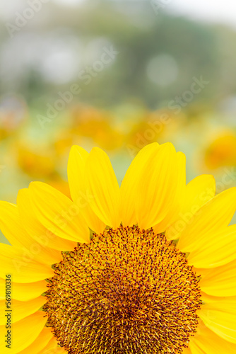 Yellow flower, Close up Sunflower in the garden, abundance field with blur background.