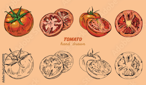 Vector set of digitaldrawing tomato, vintage style drawing.