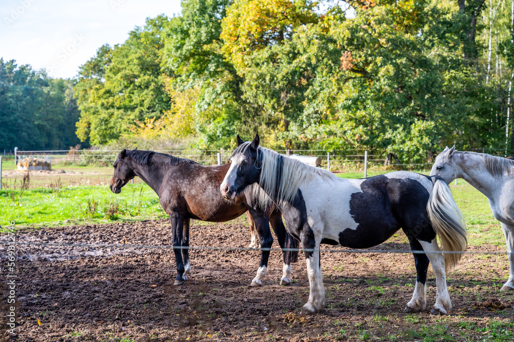 Three horses standing on a meadow during summer with forest in background Three horses standing on a meadow during summer with forest in background