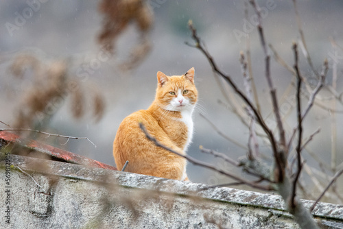 Gato anaranjado observando atentamente bajo la suave lluvia.  © Abel