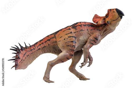Protoceratops    dinosaur on  isolated background
