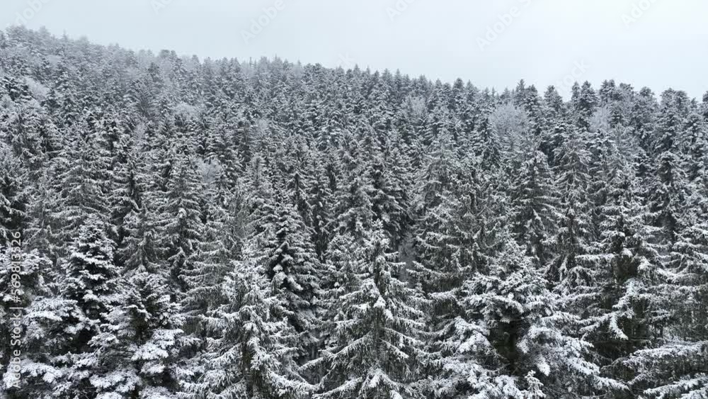 Shooting from a drone of a winter snowy forest with Shooting from a drone of a winter snowy forest with