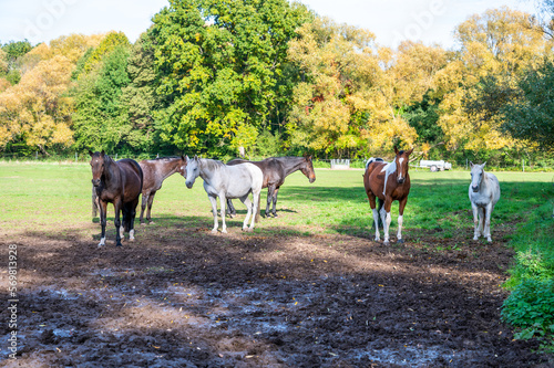 Group of different colored horses standing on a meadow with forest in the background during summer