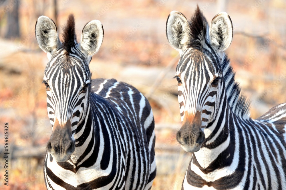 Naklejka premium Portrait of two Zebras, Eosha National park, Namibia