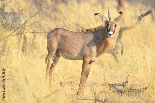 Portrait of a roan antelope, Etosha NP, Namibia