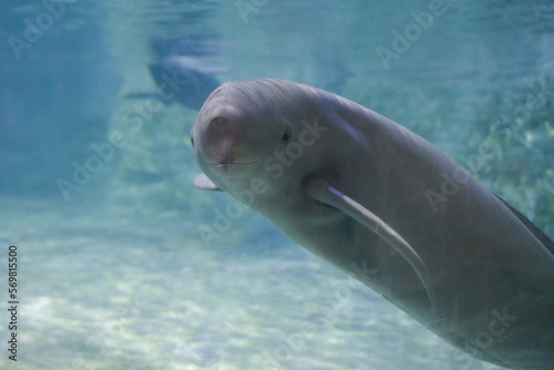 Finless porpoise swims underwater  greets and looks curiously