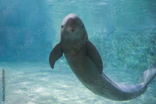 Finless porpoise swims underwater, greets and looks curiously photo