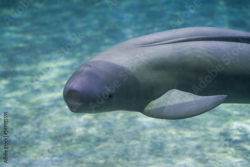 Finless porpoise swims underwater, greets and looks curiously photo