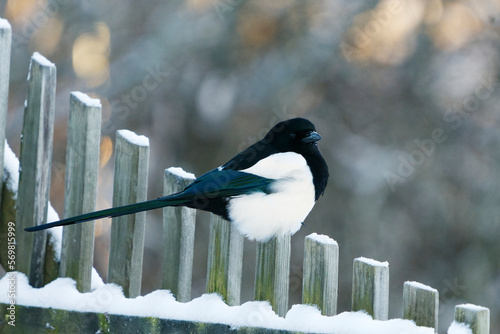 The Eurasian Magpie or Common Magpie (Pica pica) sitting on a wooden gate in winter. photo