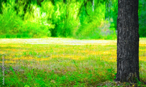 spring time. one pine tree trunk and vibrant green grass. Sun light falling on grass. Tree trunk and fresh green grass in the sunlight. springtime season. empty copy space. empty sunny forest lawn