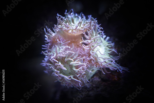 sea anemone close-up underwater sea anemone