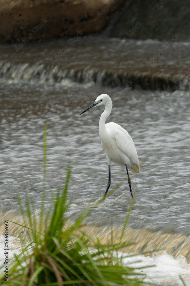 ardea alba/ white heron portrait africa kenya ardea alba/ white heron portrait africa kenya