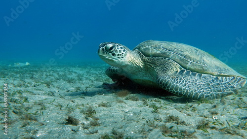 Big Green turtle on the reefs of the Red Sea. Green turtles are the largest of all sea turtles. A typical adult is 3 to 4 feet long and weighs between 300 and 350 pounds.  © Vitalii6447