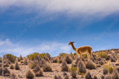 Wild Vicuna  Vicugna vicugna  against blue sky on the high altitude plateau of the Altiplano in the north of Chile
